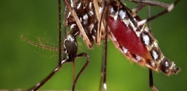 Alerte : 3 nouveaux cas de dengue détectés ...