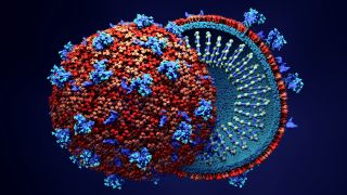 Coronavirus : deux souches différentes seraient en circulation selon une étude