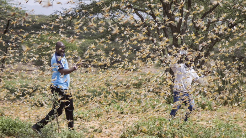 Éthiopie. L’invasion de criquets provoque une crise alimentaire, un million de personnes en danger