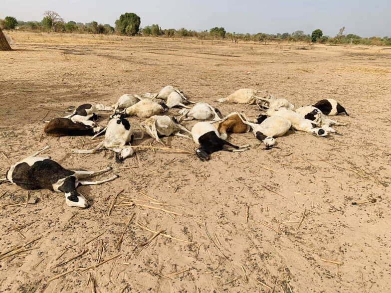 Médina Sabakh : Près de 300 moutons meurent pour avoir consommé une herbe sauvage