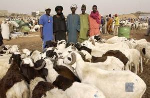 Tabaski 2012: Pénurie de moutons en vue