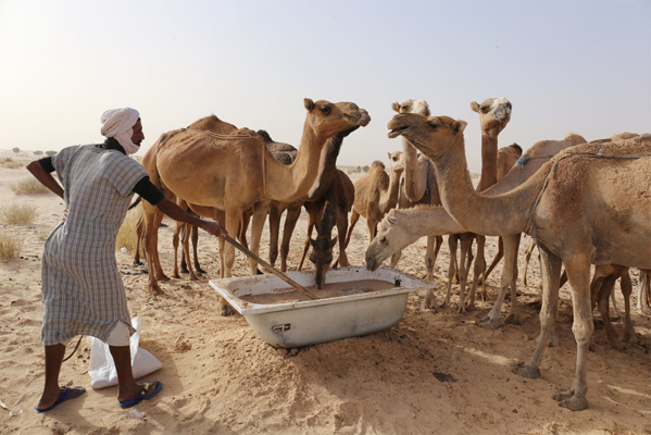 Après le Covid-19 et la fièvre Crimée-Congo, la Mauritanie fait face à la fièvre de la vallée du Rift