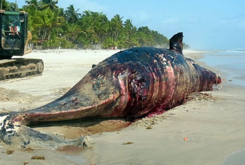 Criminalité faunique : Encore deux Chinois arrêtés à l'AIBD avec de l'ivoire de baleine protégée