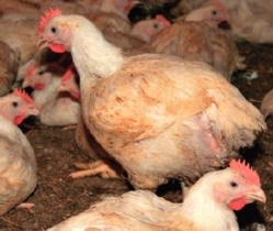 Poulets importés : les acteurs avicoles appellent à plus de vigilance