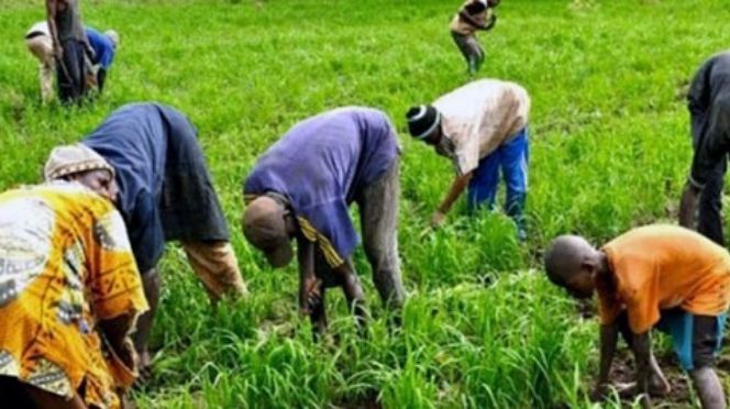 Grogne dans l'agriculture : Le SYNTTAS décrète 72 heures de grève