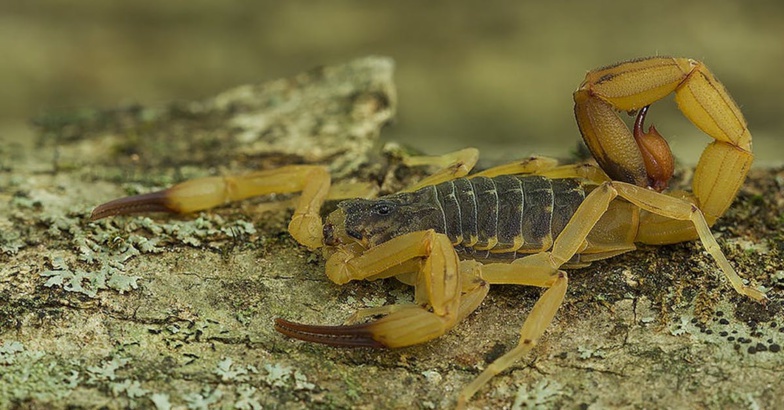 Egypte : invasion de scorpions, plus de 500 personnes piquées