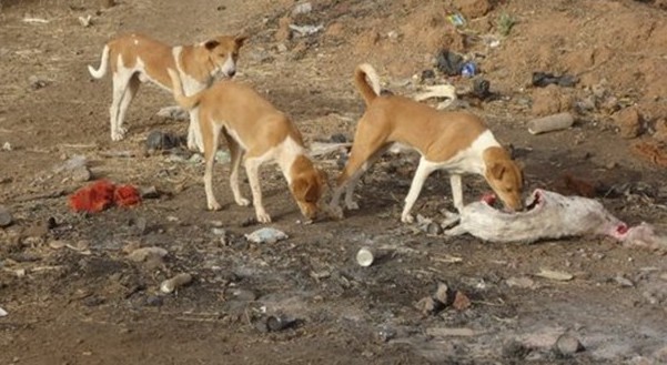 Ngallèle Sud : des chiens errants sèment la terreur