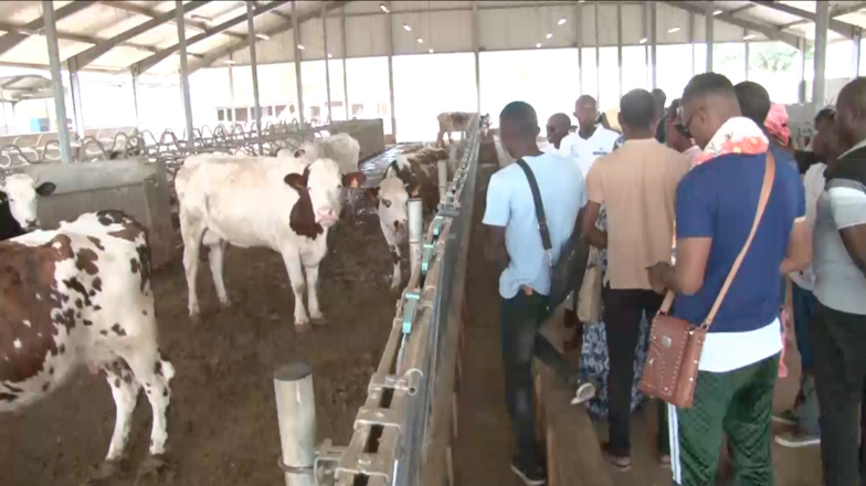 Filière laitière : à Saint-Louis, près de 500 jeunes formés par Enda-Énergie (vidéo)