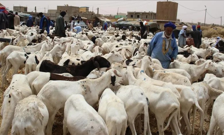 La vente de moutons de sacrifice au Sénégal a généré plus de 8 milliards pour la Mauritanie