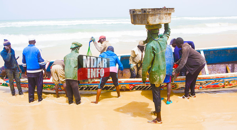 Pêche : La Mauritanie renouvelle 500 licences accordées au Sénégal