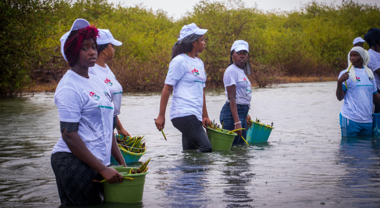 Sauvegarde de la mangrove : le CFPE de Bekhar plante près de 13 000 propagules à Gueumbeul