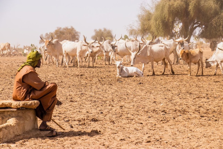 Changement climatique : le Sénégal perdrait “jusqu’à 8 % de son PIB d’ici 2030” (experte)