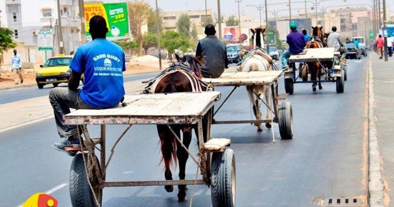 Traffic urbain : à Dakar, les "charrettes" interdites dans le département à partir de ce lundi