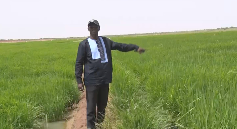 Podor/​Souveraineté alimentaire : le Dg de la SAED souligne le potentiel hydro-agricole du département