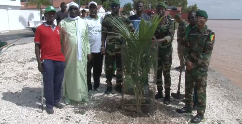 ​Saint-Louis : des pieds de cocotiers et de dattiers plantés pour reverdir la Grande Mosquée