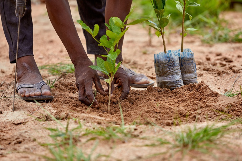 Dagana : 350 arbres plantés dans plusieurs zones de la commune de Gnith