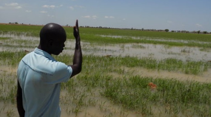 Matam : plus de 700 hectares de riz inondés et 1000 producteurs impactés par la crue du fleuve Sénégal