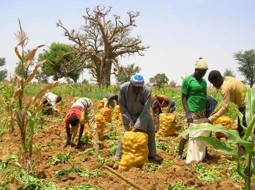 CRÉANCES DUES AUX OPÉRATEURS DE SEMENCES DE POMME DE TERRE : L’Etat débloque 10 milliards de FCfa