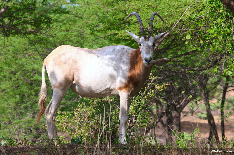 Réserve de Faune de Gueumbeul : vers la réintégration de nouvelles espèces