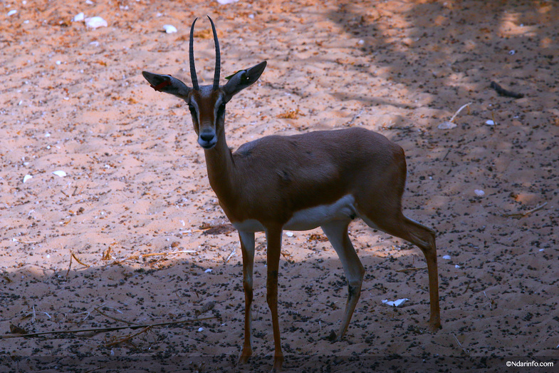 Réserve de Faune de Gueumbeul : vers la réintégration de nouvelles espèces