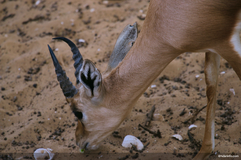 Réserve de Faune de Gueumbeul : vers la réintégration de nouvelles espèces