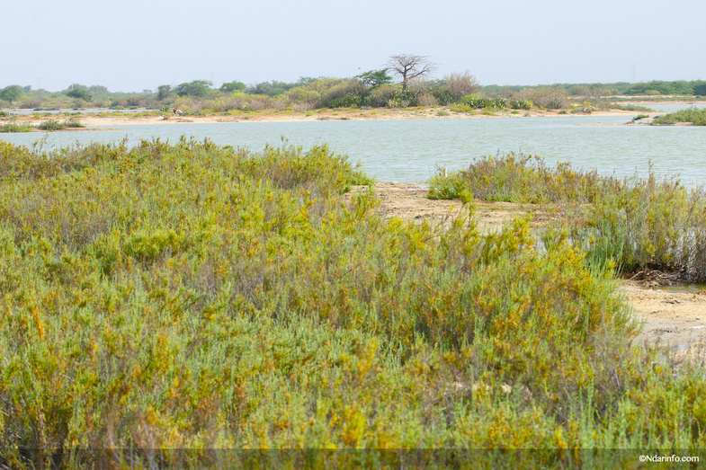 Réserve de Faune de Gueumbeul : vers la réintégration de nouvelles espèces