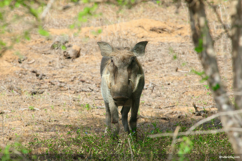 Réserve de Faune de Gueumbeul : vers la réintégration de nouvelles espèces