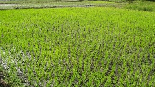 Matam : la SAED va exploiter 4.000 hectares durant la nouvelle saison de production de riz, plus que le double de la précédente