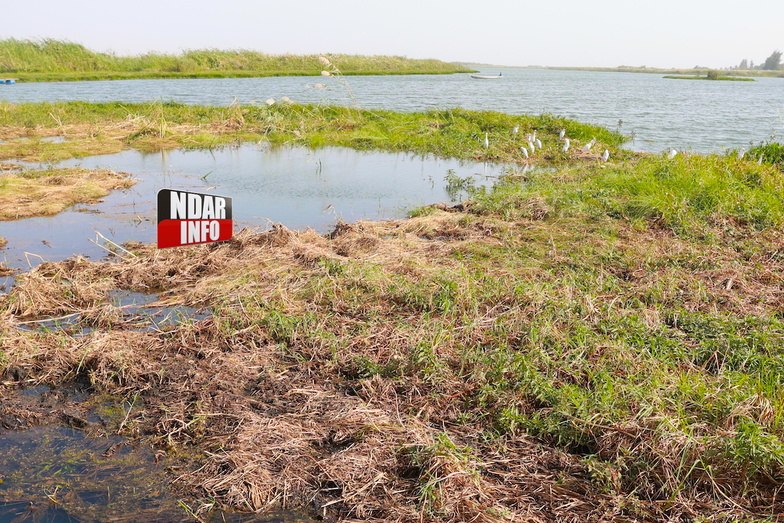 Bango : la prolifération des plantes envahissantes, une menace pour la pêche