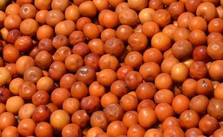 Les bienfaits du jujube : un superfruit aux multiples vertus pour la santé