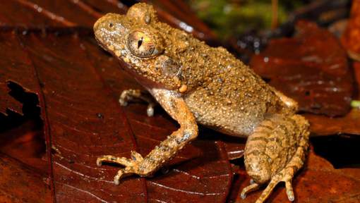 Une petite grenouille de trois centimètres, la leptolalax isos © afp.