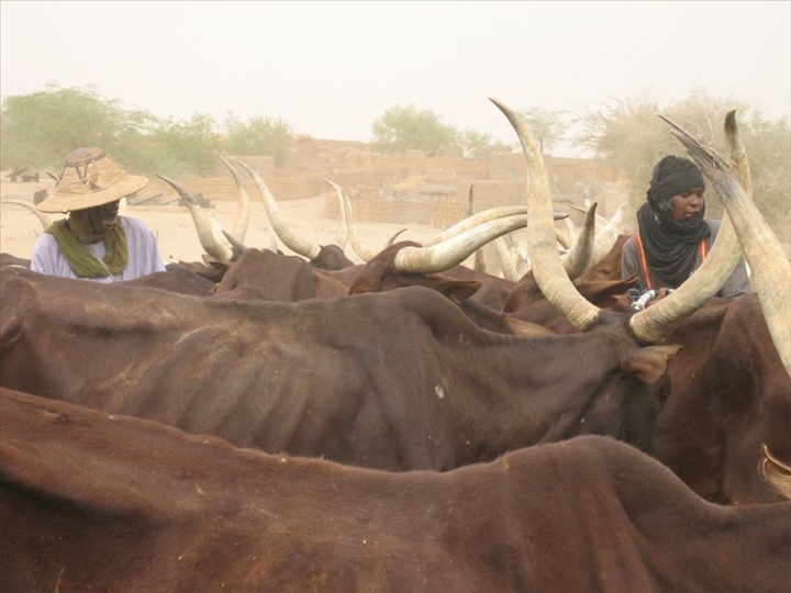 Ranch de Dolly : 6354 têtes de bétail tuées après la forte pluie