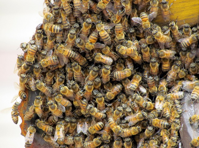 Attaques d'abeilles à Ndoulo : Le bilan monte à deux morts