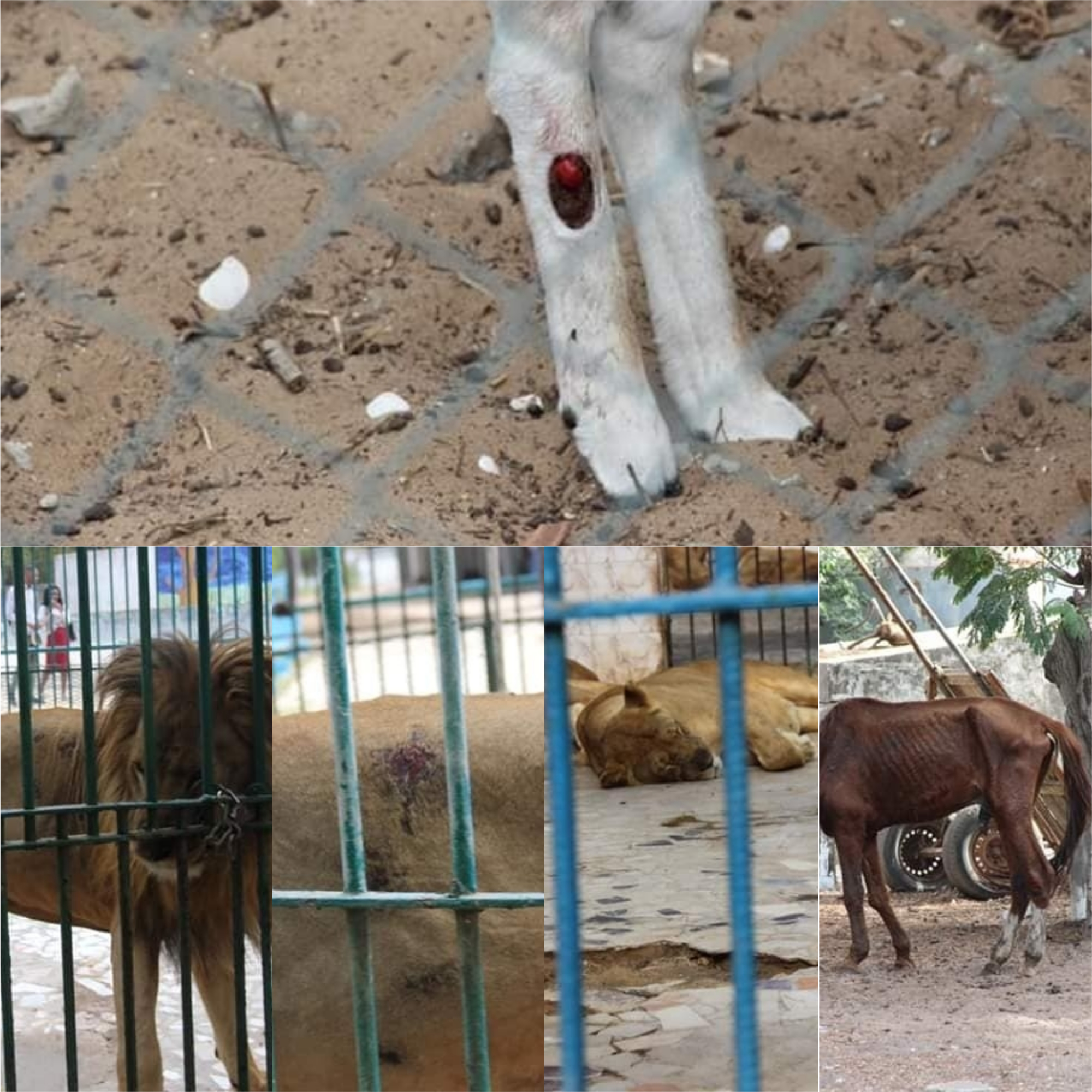 Cri de cœur : Le Parc de Hann appelle au secours