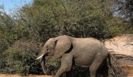 Un élephant observé en liberté pour la première fois depuis des années au Sénégal