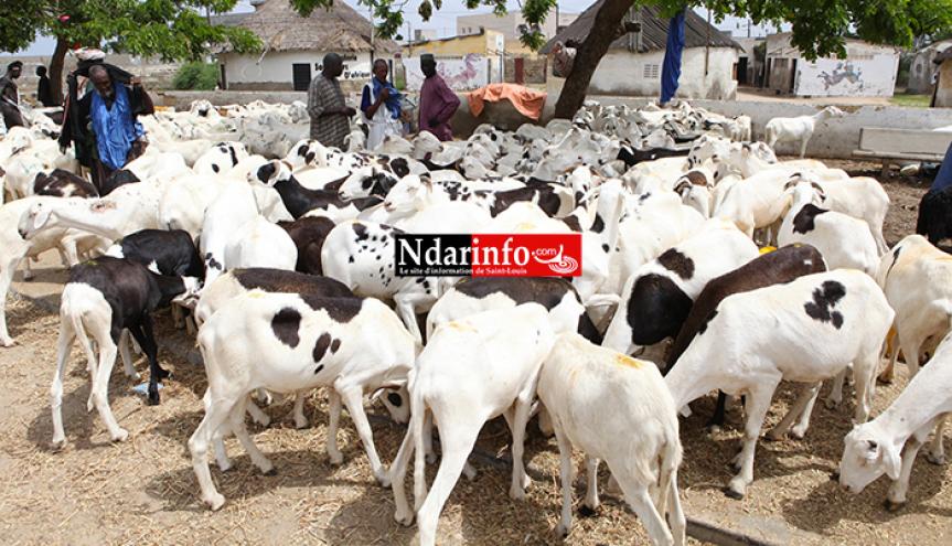 Saint-Louis : les besoins en moutons de Tabaski estimés à 180 000 têtes