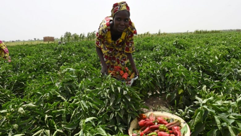 FAO - Au Sénégal, on perd 100 milliards F CFA par an, après les récoltes