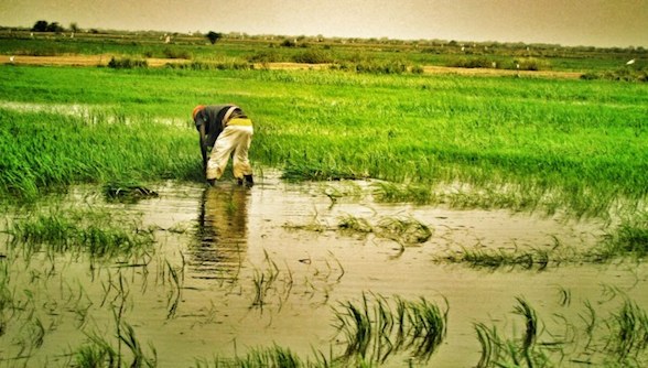 PRODUCTION DE RIZ : Le japon octroie 37 milliards FCFA au Sénégal