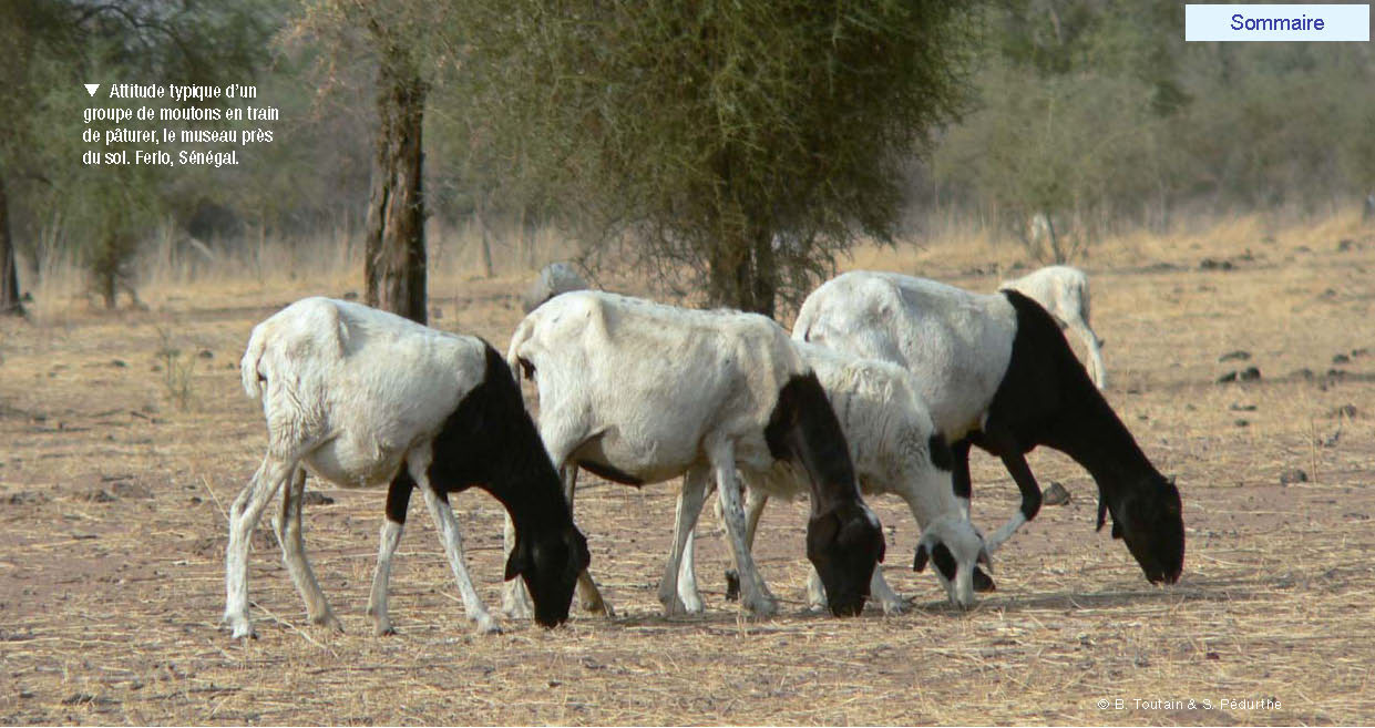 Podor : la rareté des pâturages fait craindre le retour de la transhumance