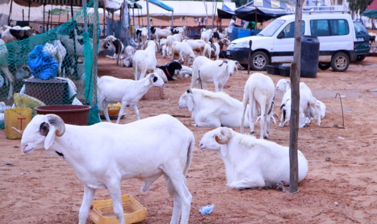 Tabaski de tous les dangers: Macky Sall ordonne un approvisionnement correct en moutons, à des prix accessibles