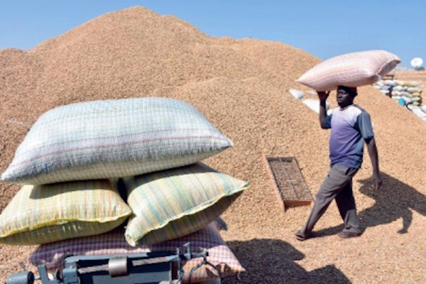 Agriculture : La campagne arachidière risque le drame à Touba