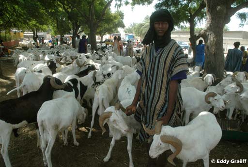 Grosse équation autour des moutons