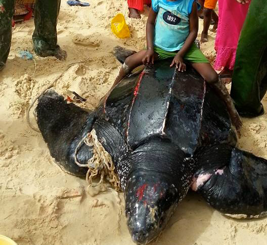 GOXUMBATHIE : le massacre des tortues marines se poursuit (vidéo)