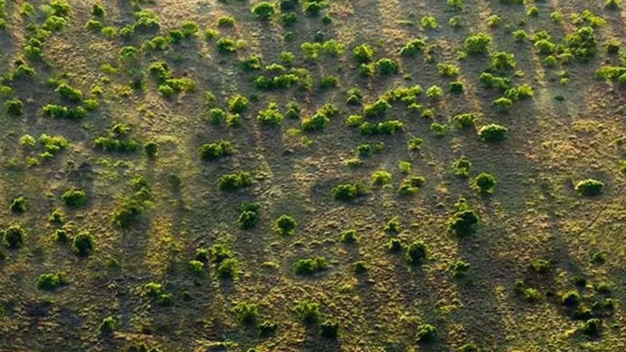 Projet de réhabilitation de 100 millions ha de terres : La Grande muraille verte loin d’atteindre son objectif de 2030