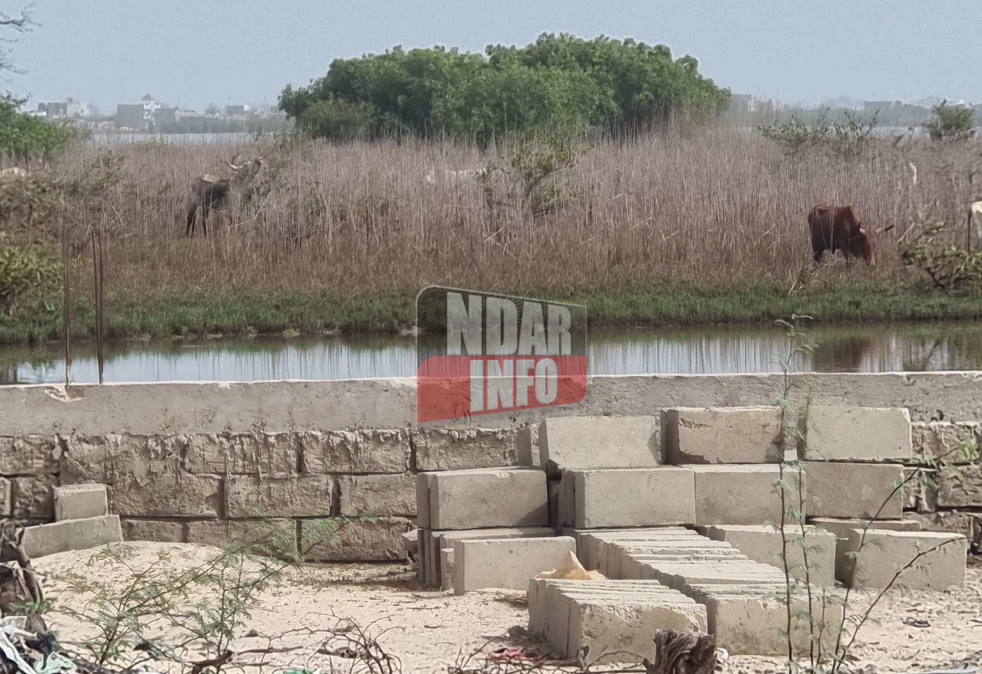 Gandiol - ​Bountou Ndour : la boulimie foncière n'apargne pas le lit fleuve (photos)