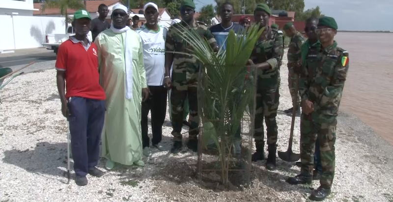 ​Saint-Louis : des pieds de cocotiers et de dattiers plantés pour reverdir la Grande Mosquée