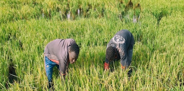 Fleuve Sénégal : plus de 120 hectares de riz engloutis à Ndouloumadji Dembé et Woudourou. 86 hectares sous les eaux à Mboyo