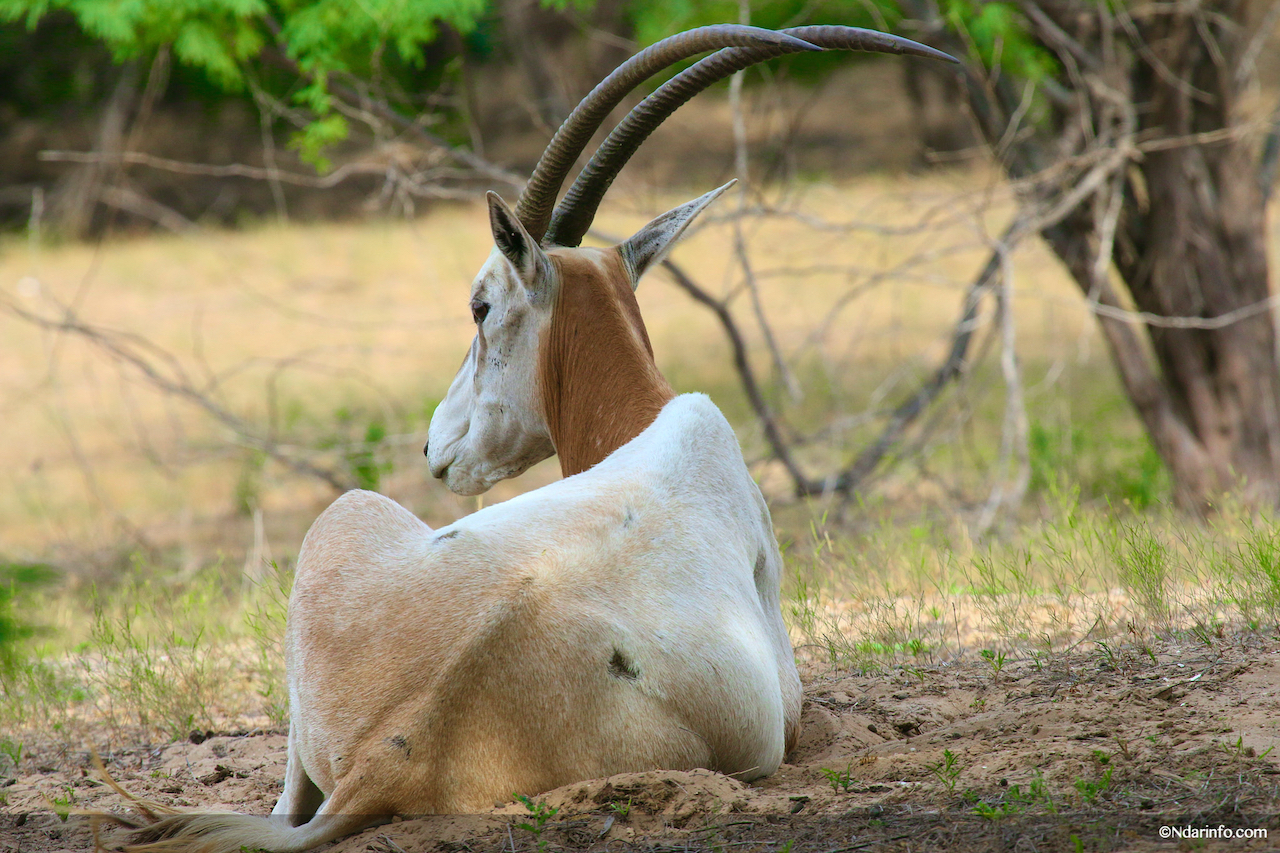 Réserve de Faune de Gueumbeul : vers la réintégration de nouvelles espèces