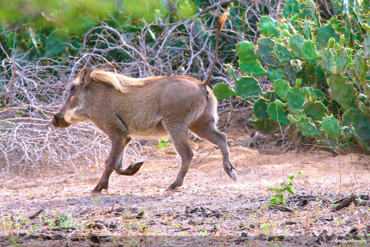 Réserve de Faune de Gueumbeul : vers la réintégration de nouvelles espèces