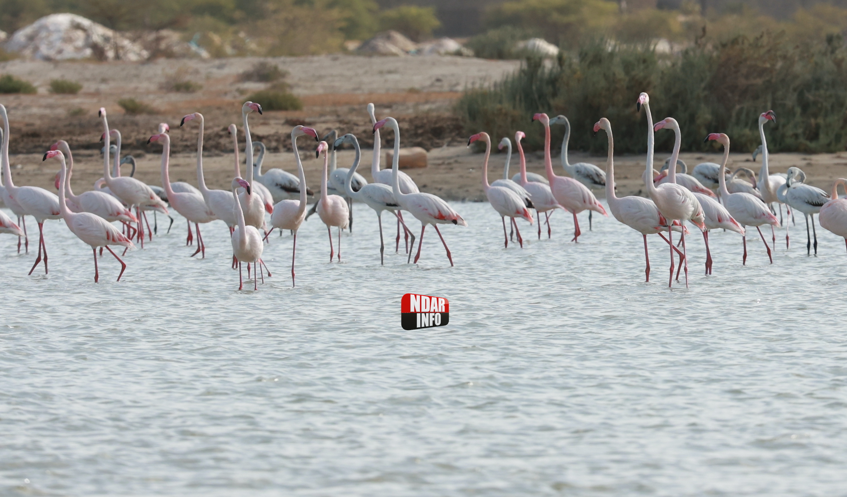 ​Rassemblements de Flamants sur la Lagune de Ngaye-Ngaye : Un Spectacle éblouissant